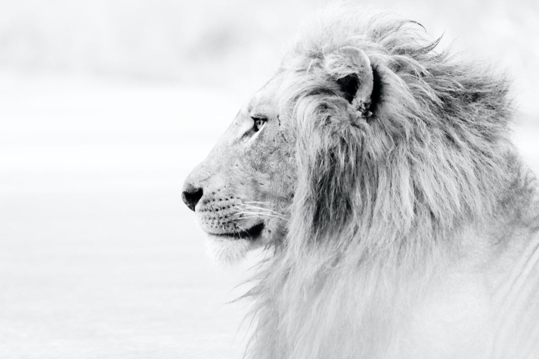 The Lion Hypnotic program for Confidence and Self-Defense