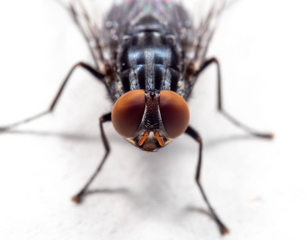The Fly: Hypnotic Program for Developing Situational Awareness ...